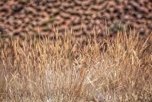 Spinifex in the hills - photo by Tim Froling